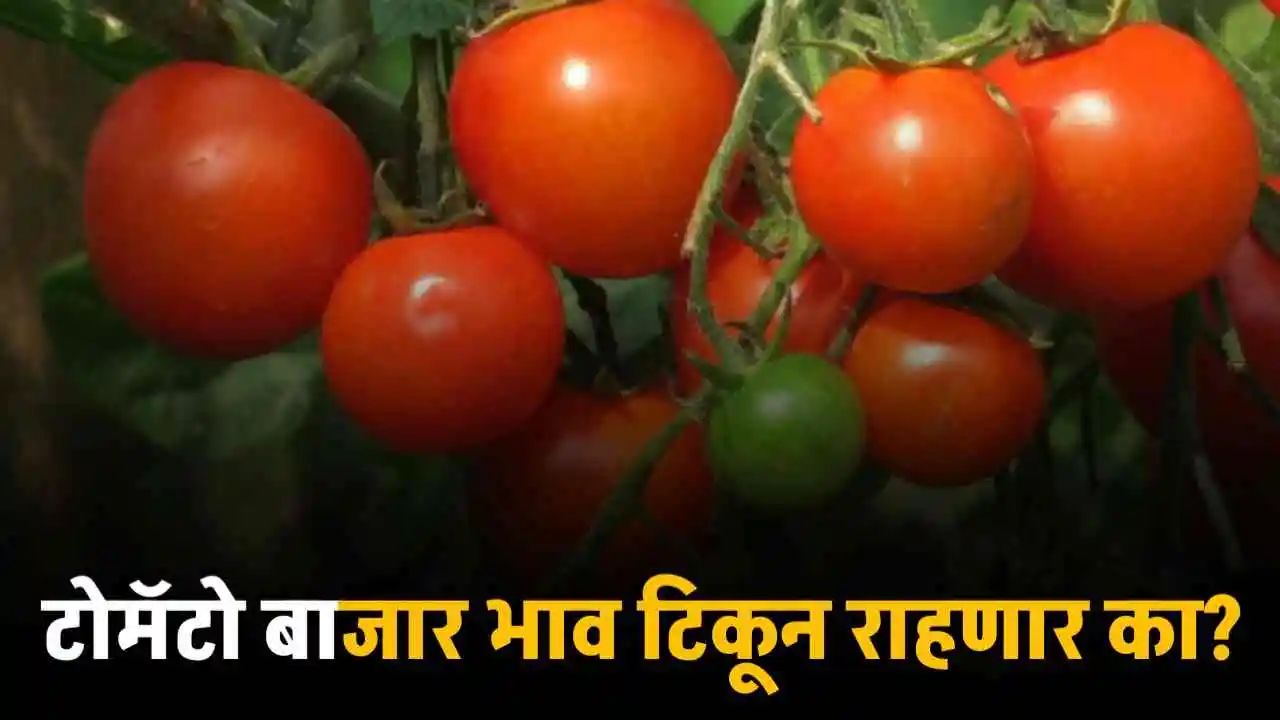 Tomato market Maharashtra